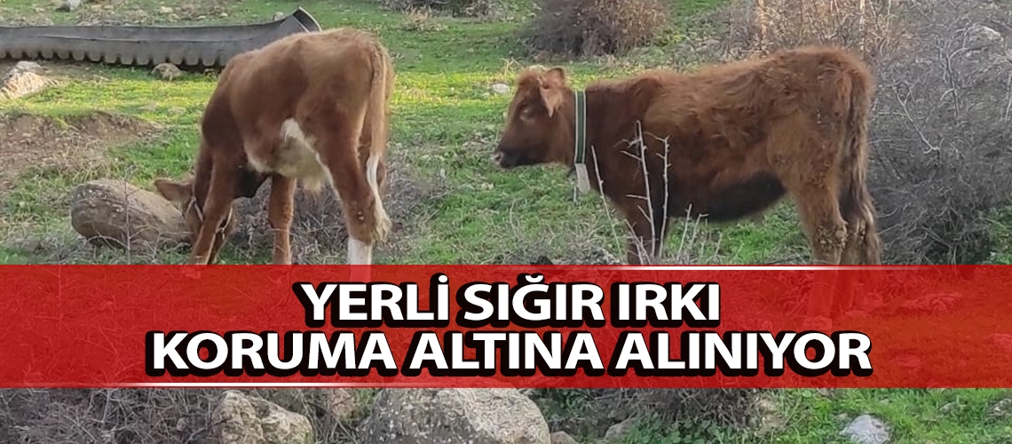 Yerli sığır ırkı koruma altına alınıyor