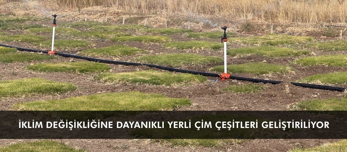 İklim değişikliğine dayanıklı yerli çim çeşitleri geliştiriliyor