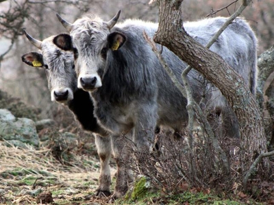 Yerli sığır ırkı koruma altına alınıyor