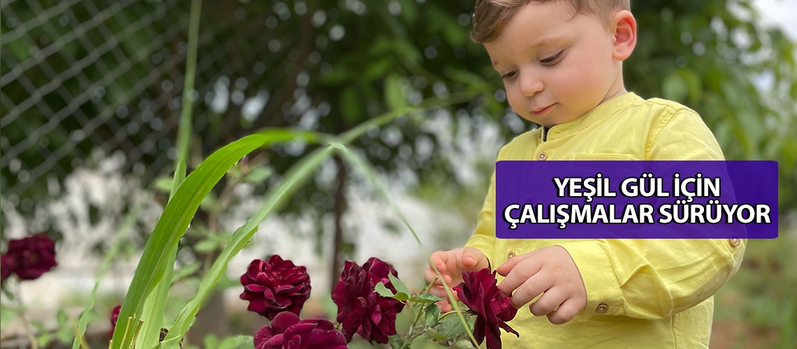 Yeşil gül için çalışmalar sürüyor