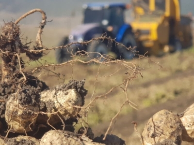 Gaziantep’te bereketli yerfıstığı hasadı