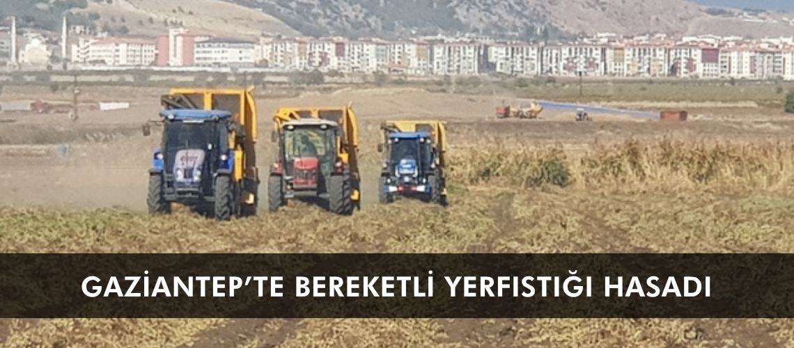 Gaziantep’te bereketli yerfıstığı hasadı