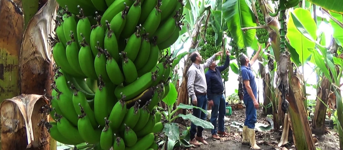İyi Tarım Uygulamaları Desteklemesi