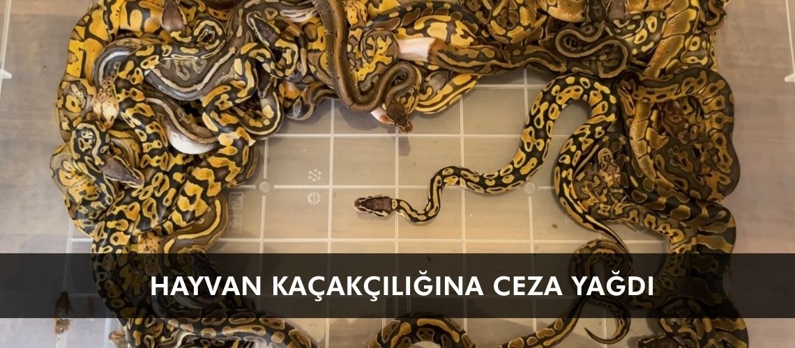 Hayvan kaçakçılığına ceza yağdı