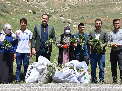 Yılanyastığı ile Şırnak kazanıyor