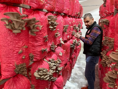 Tescilli mantarlar yüksek kazanç sağlıyor