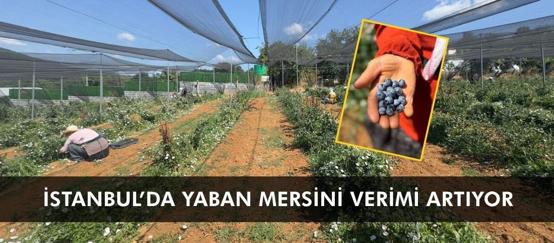 İstanbul’da yaban mersini verimi artıyor