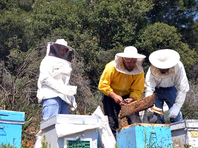 Arıcılar yeni sezona hazırlanıyor