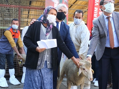 Muğlalı üreticilere koyun desteği