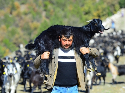 Uşak’taki yörükler kışlaklarına döndü