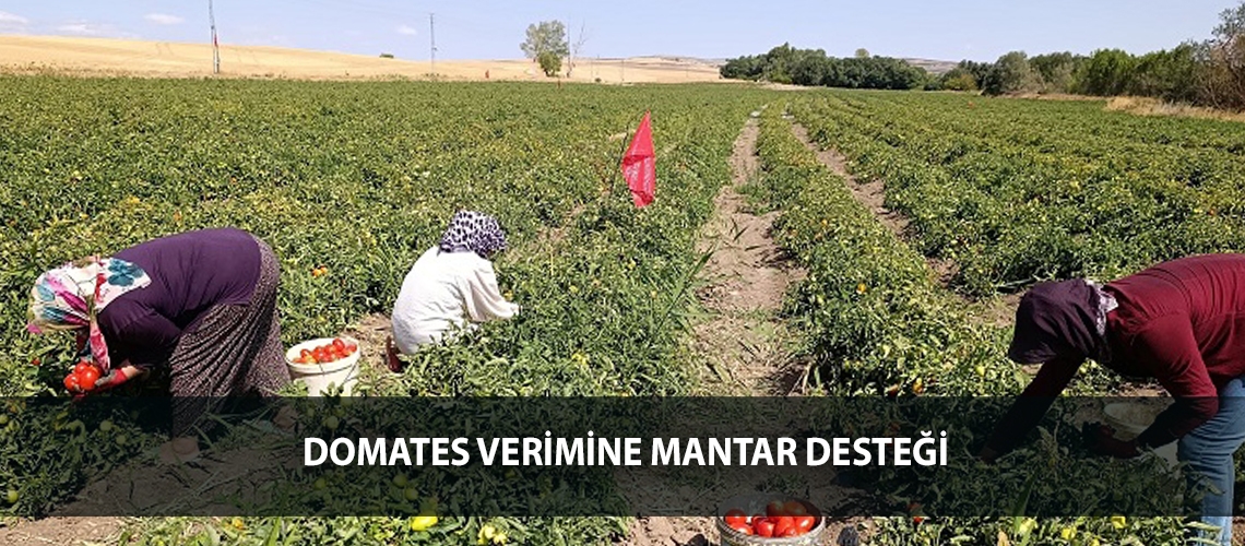 Domates verimine mantar desteği