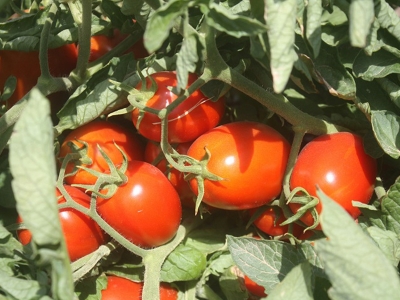 Domates verimine mantar desteği