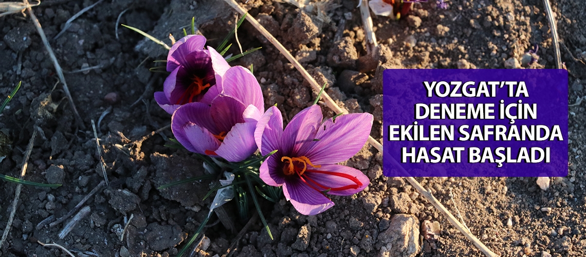 Yozgat’ta deneme için ekilen safranda hasat başladı