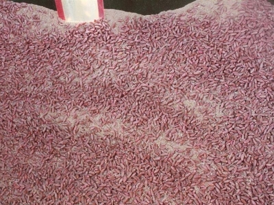 “Su tutucu polimer” yönteminin deneme ekimi yapıldı