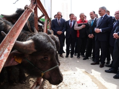 İşletmeler kaliteli damızlıklarla güçleniyor