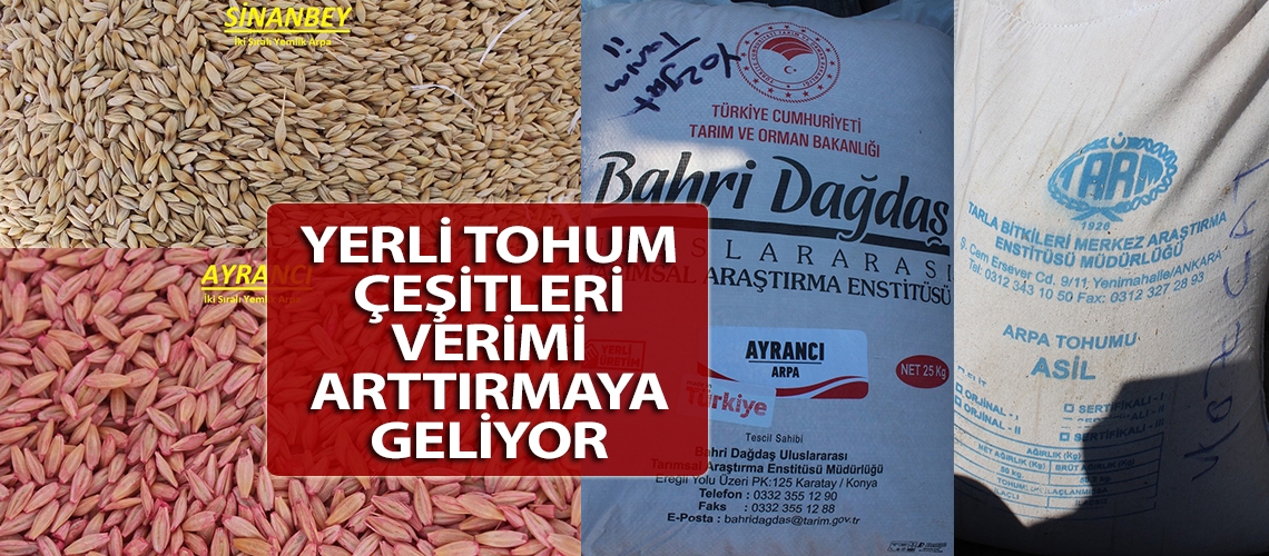 Yerli tohum çeşitleri verimi arttırmaya geliyor