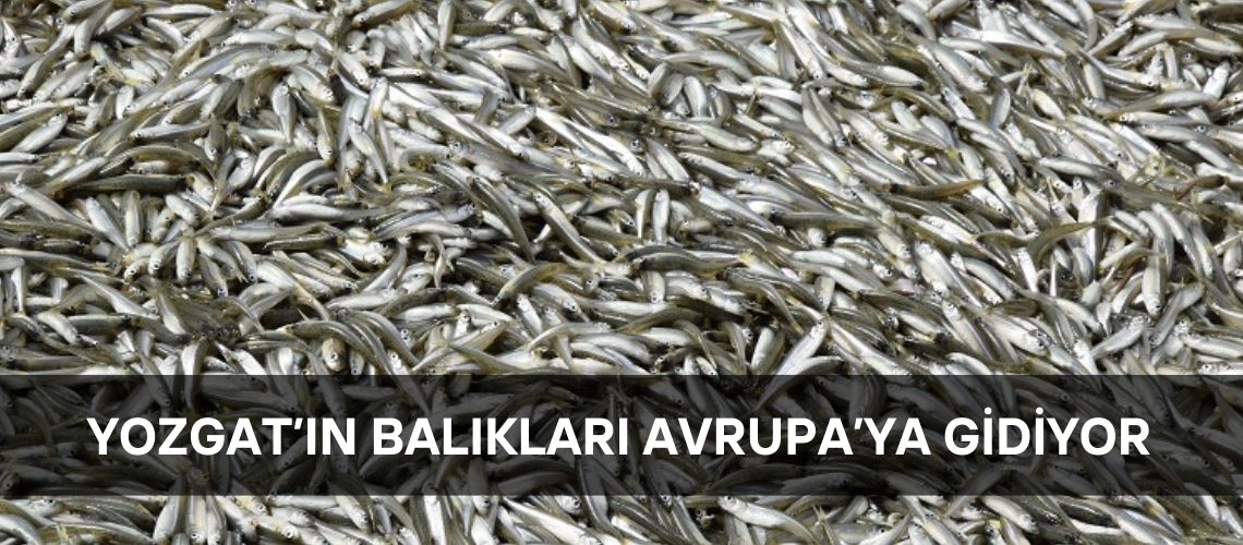Yozgat’ın balıkları Avrupa’ya gidiyor