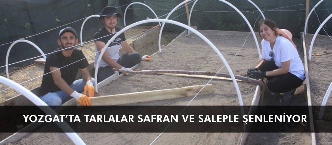 Yozgat’ta tarlalar safran ve saleple şenleniyor