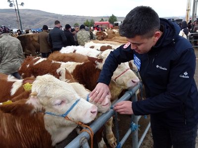 Yozgat’ta şap için sıkı denetim