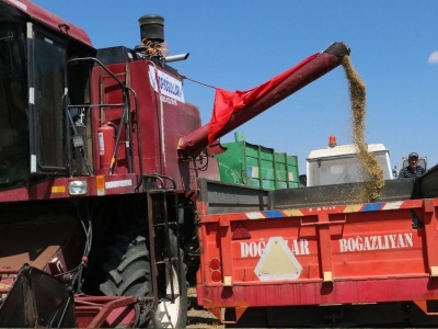 Yozgat'ta yeşil mercimek ekim alanı genişledi