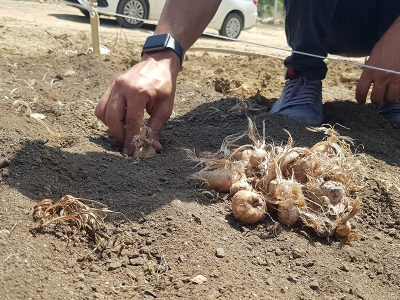 Safran soğanları toprakla buluştu