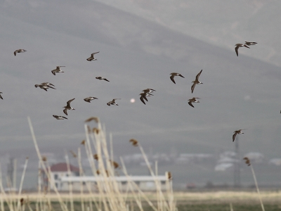 Yüksekova Nehil Sazlığı’nda kuş çeşitliliği artıyor
