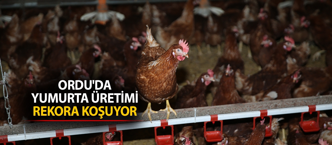 Ordu'da yumurta üretimi rekora koşuyor