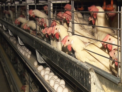 Yumurtacı Tavuk Yetiştiriciliği