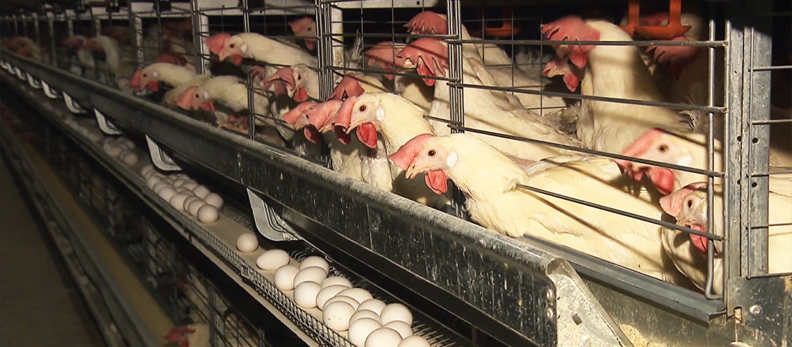 Yumurtacı Tavuk Yetiştiriciliği