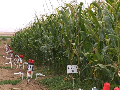 Yüzey Altı Damla Sulama