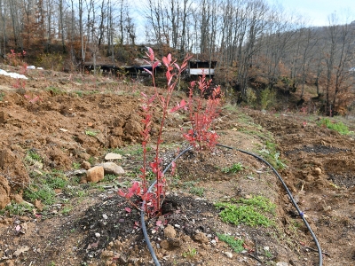 Atıl tarım arazileri yaban mersiniyle renkleniyor
