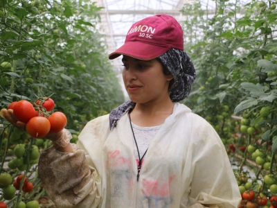 Topraksız tarımla organik sebzeler yetişiyor