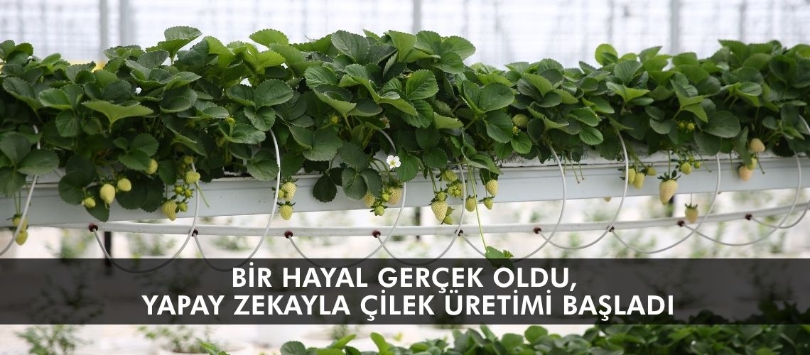 Bir hayal gerçek oldu, yapay zekayla çilek üretimi başladı
