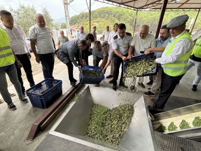 Antalya'da zeytin hasadı başladı