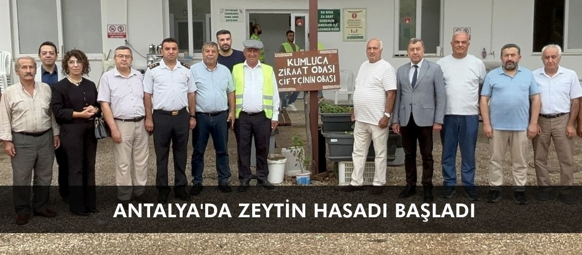 Antalya'da zeytin hasadı başladı