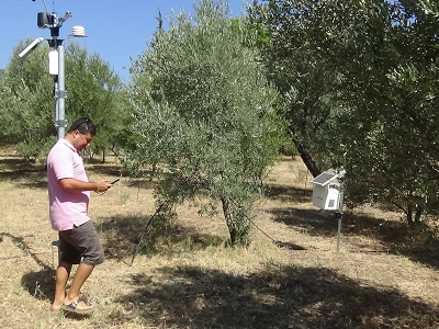 Bu teknolojiyle zeytin ilacı kullanımı yüzde 70 azalacak