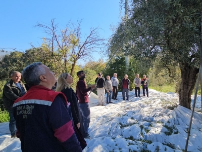 Aydın'da zeytin hasadı sürüyor