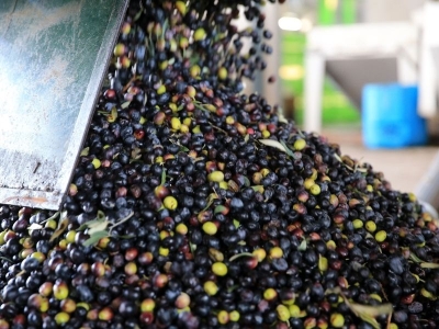 Zeytinin altın suyu toprağa bereket oluyor