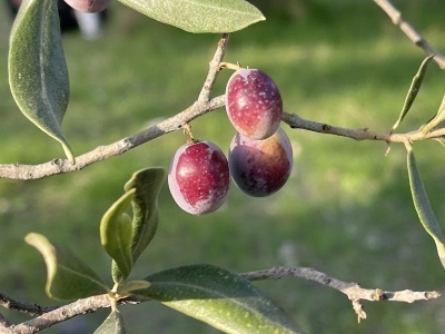 Türkiye'de 2 milyon 450 bin ton zeytin rekoltesi bekleniyor