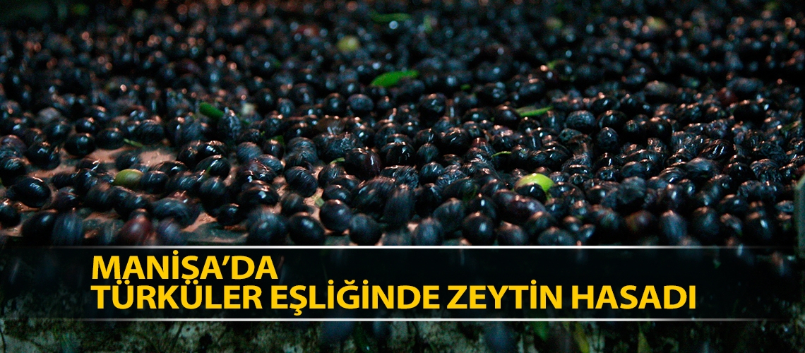 Manisa’da türküler eşliğinde zeytin hasadı