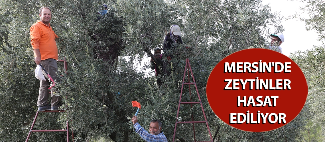 Mersin'de zeytinler hasat ediliyor
