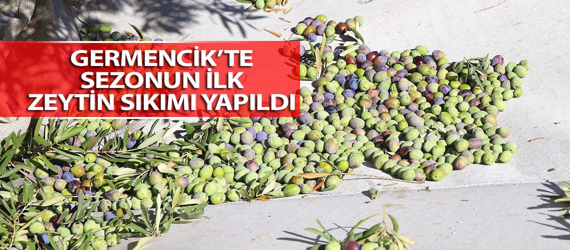Germencik’te sezonun ilk zeytin sıkımı yapıldı