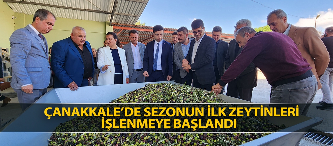 Çanakkale’de sezonun ilk zeytinleri işlenmeye başlandı