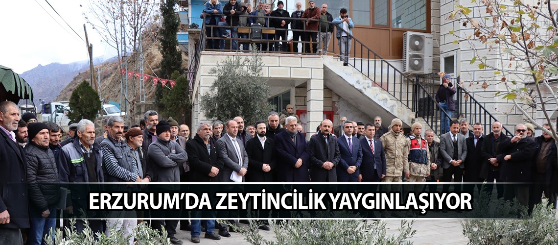 Erzurum’da zeytincilik yaygınlaşıyor