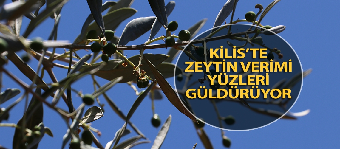 Kilis’te zeytin verimi yüzleri güldürüyor