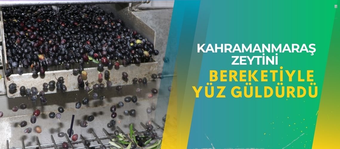 Kahramanmaraş zeytini bereketiyle yüz güldürdü