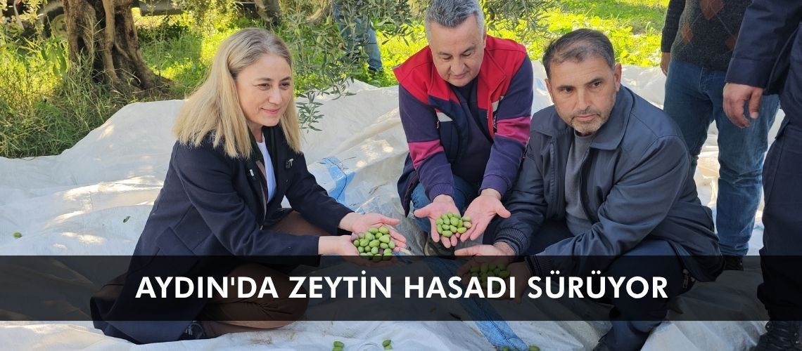 Aydın'da zeytin hasadı sürüyor