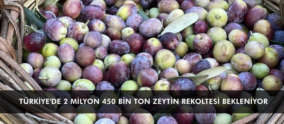 Türkiye'de 2 milyon 450 bin ton zeytin rekoltesi bekleniyor
