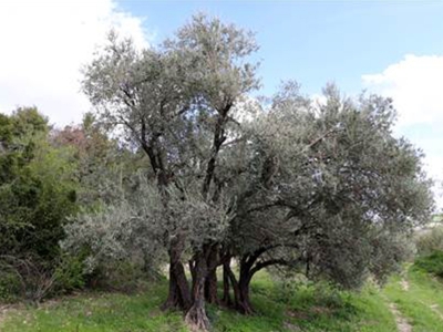 Altınözü zeytini marka olacak