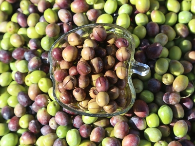 “Kahramanmaraş'ta organik zeytin hasadı başladı”